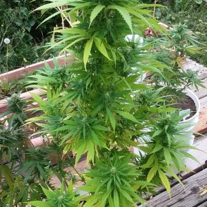 CP-Journal-Seedsman-PGC-Fem-47 - S02 - Pinky.jpg