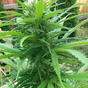 CP-Journal-Seedsman-PGC-Fem-48 - S02 - Pinky with Seeds.jpg