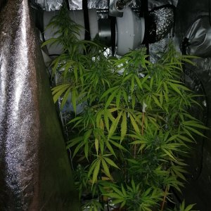 Amnesia haze 2 months and 20 days C.jpg