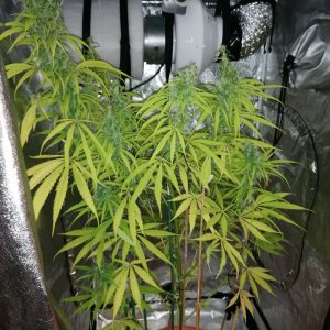 Amnesia haze 2 months and 28 days A.jpg