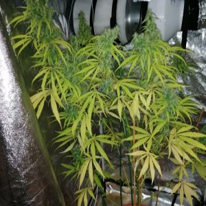 Amnesia haze 3 months and 4 days A.jpg