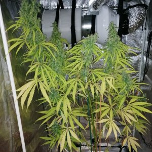 Amnesia haze 3 months and 4 days B.jpg