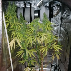 Amnesia haze 3 months and 9 days A.jpg