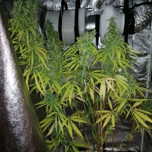 Amnesia haze 3 months and 13 days B.jpg