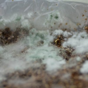 Trichoderma in substrate.jpg