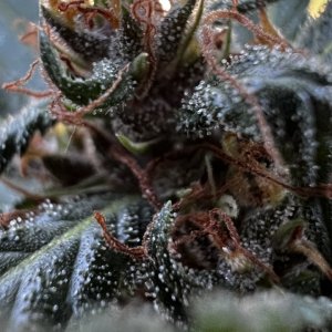 PurpleHazeTrichs9-14-2024.JPG