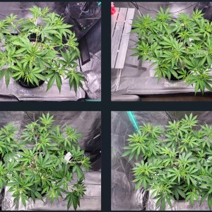 Coco week6 lst.jpg