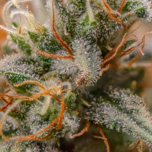 Grow Show Plant Trichomes week 6-ish.jpg