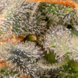 Grow Show Plant Trichomes week 6-ish.jpg