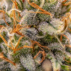 Grow Show Plant Trichomes week 6-ish.jpg