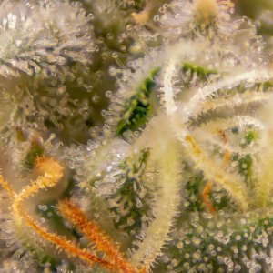 Grow Show Plant Trichomes week 6-ish.jpg