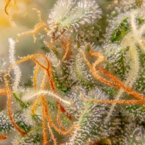 Grow Show Plant Trichomes week 6-ish.jpg