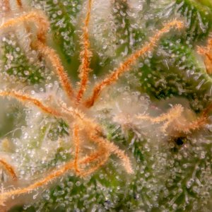 Grow Show Plant Trichomes week 6-ish.jpg