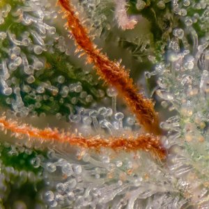 Mimosa EVO Trichomes Week 6-ish.jpg