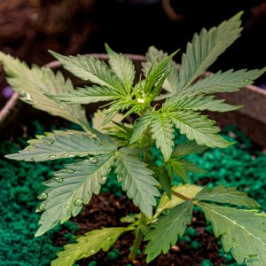 Somango auto by Satdica Bulk Seeds from Freedom Of Seeds