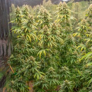 Grow Show Plants Day 47 Flower.jpg