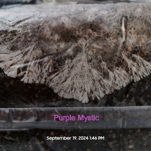 PurpleMystic20240919_134654r.jpg