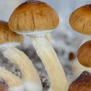 Blue Meanie Cubensis 9-20-24.jpg