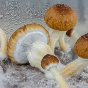 Blue Meanie Cubensis 9-20-24.jpg