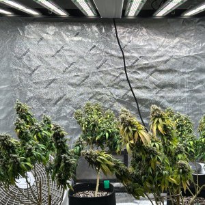 P2 clones 9-20-24 F71 tent .JPG