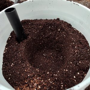 SIP_planting2.jpg