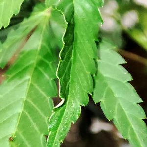 HI-BISCUS_leaf_twist1.jpg