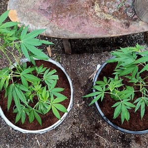 comparison_grow_topview_start.jpg