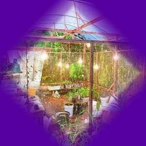 purple_diamond_greenhouse1.jpg