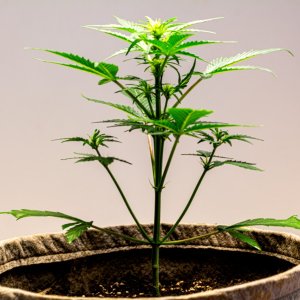 Cream Mandarin auto by Satdica Bulk Seeds from Freedom Of Seeds