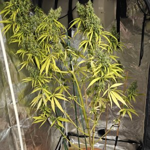 Amnesia haze 3 months and 21 days C.jpg