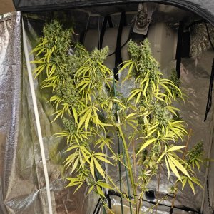 Amnesia haze 3 months and 21 days B.jpg