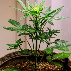 Cream Mandarin auto by Satdica Bulk Seeds from Freedom Of Seeds