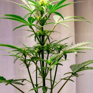 Cream Mandarin auto by Satdica Bulk Seeds from Freedom Of Seeds