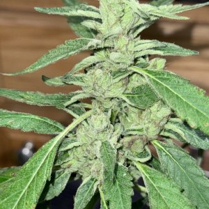 PowerUp (SWTSDS: Red Hot Cookies - janluna cut)