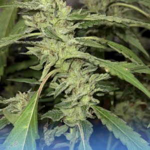 PowerUp (SWTSDS: Red Hot Cookies - janluna cut)