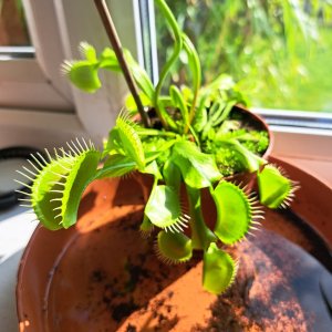 Venus fly trap plant