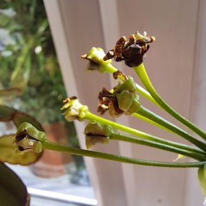 Seeds on venus fly trap plant