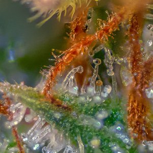 Festive trichomes Mimosa EVO.jpg