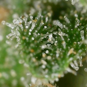 FKC cl 9-28-24 F79  trichs (2).jpg