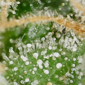 FKC cl 9-28-24 F79  trichs (3).jpg