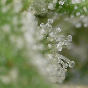 FKC cl 9-28-24 F79  trichs (1).jpg