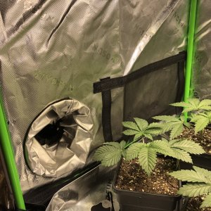 Vivosun 2x4x5 Grow Tent Inside bottom Left.jpeg