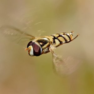 Fig-29.-ELA-Fact-Sheet-12-Adult-hover-fly-flying-Hoverfly_flying_midair.jpg