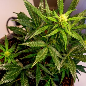 Cream Mandarin auto by Satdica Bulk Seeds from Freedom Of Seeds