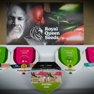 Royal Queen Seeds for Auto Grow.jpg