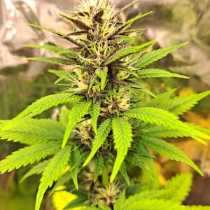 Banana purple punch auto (fastbuds 42)