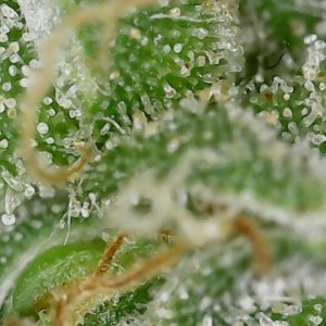 CL clone 10-2-24 trichs (4).jpg