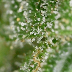 CL clone 10-2-24 trichs (5).jpg