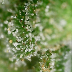 CL clone 10-2-24 trichs (1).jpg