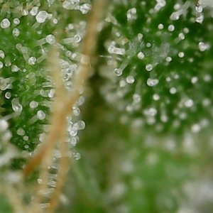 CL clone 10-2-24 trichs (2).jpg